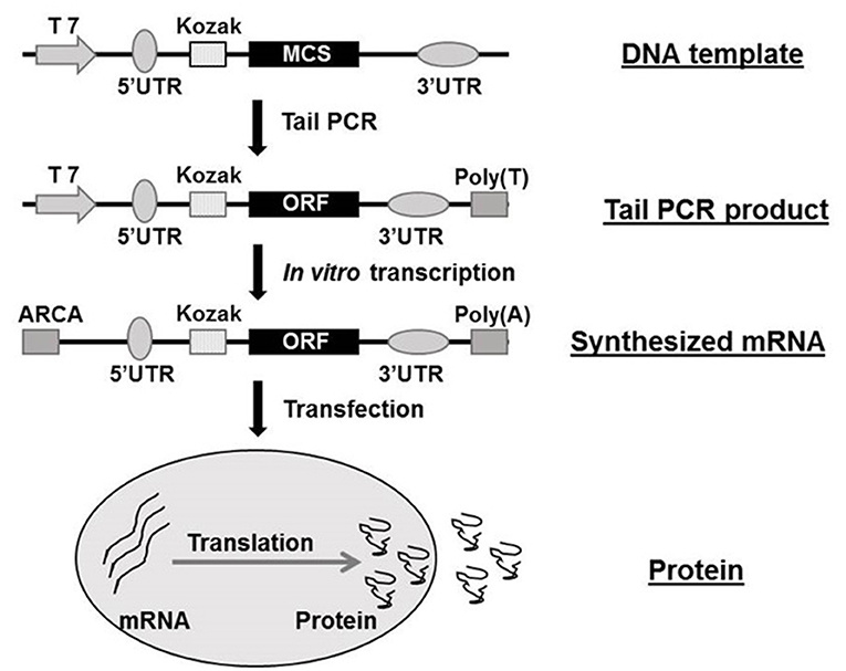 Flow chart of mRNA synthesization in vitro