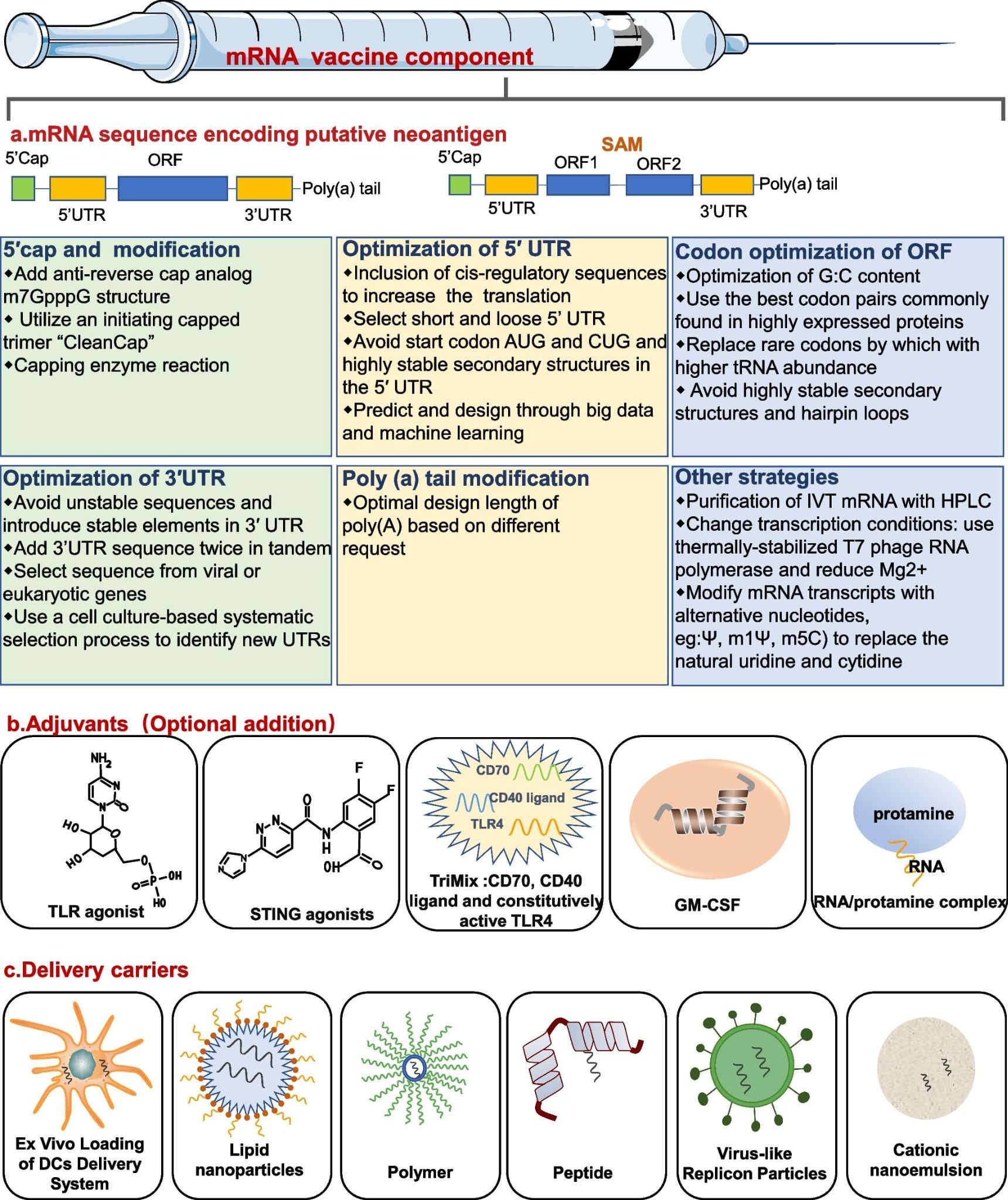 The main components of mRNA tumor vaccine