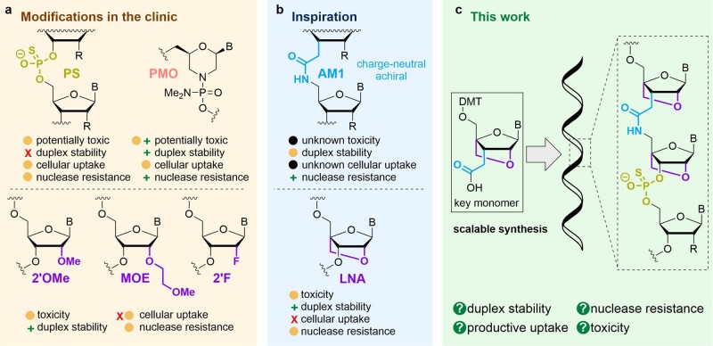 Therapeutic oligonucleotide modifications and our strategy for combining these