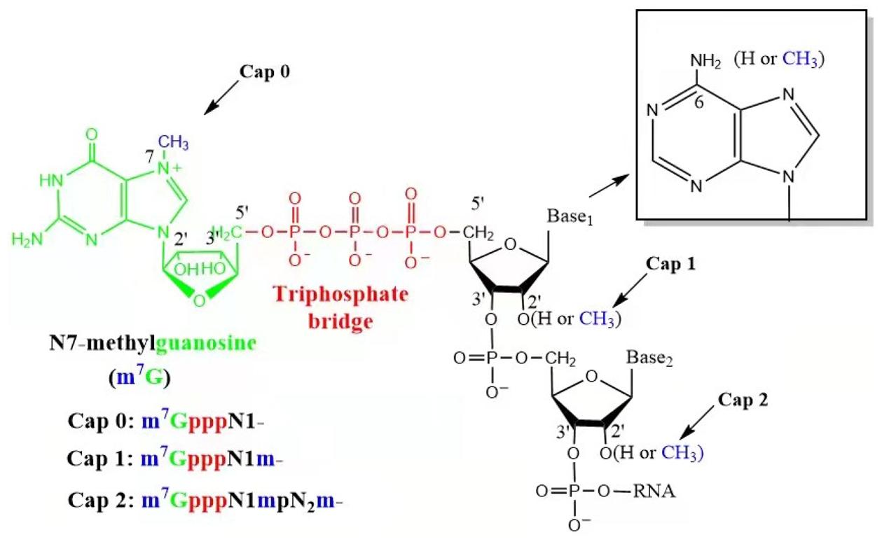 The types of an mRNA cap. IVT mRNA contains three types of caps, i.e., Cap 0, Cap 1, and Cap 2.
