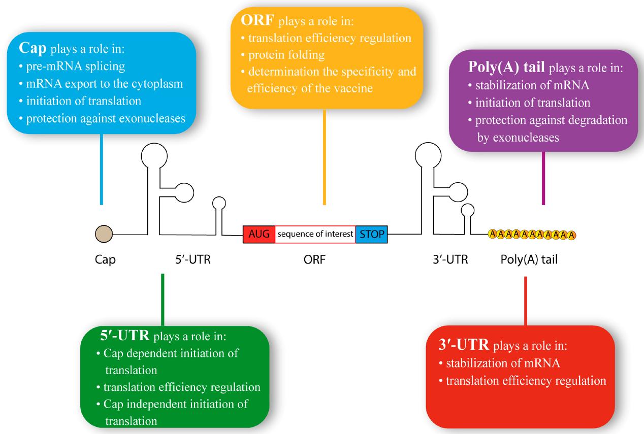 The typical structure of synthetic mRNA.