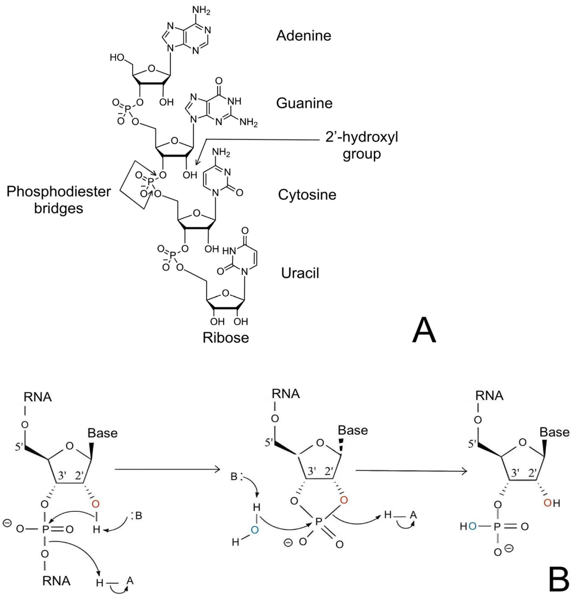 Structure and hydrolysis of RNA