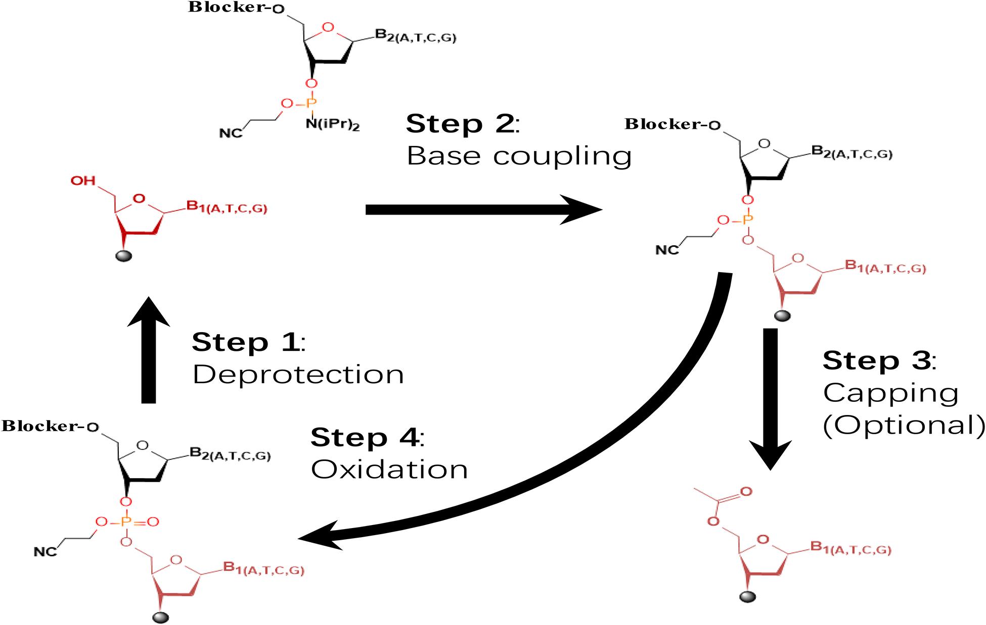 The dominating four-step, phosphoramidite chemistry widely applied in commercial oligo synthesizers.