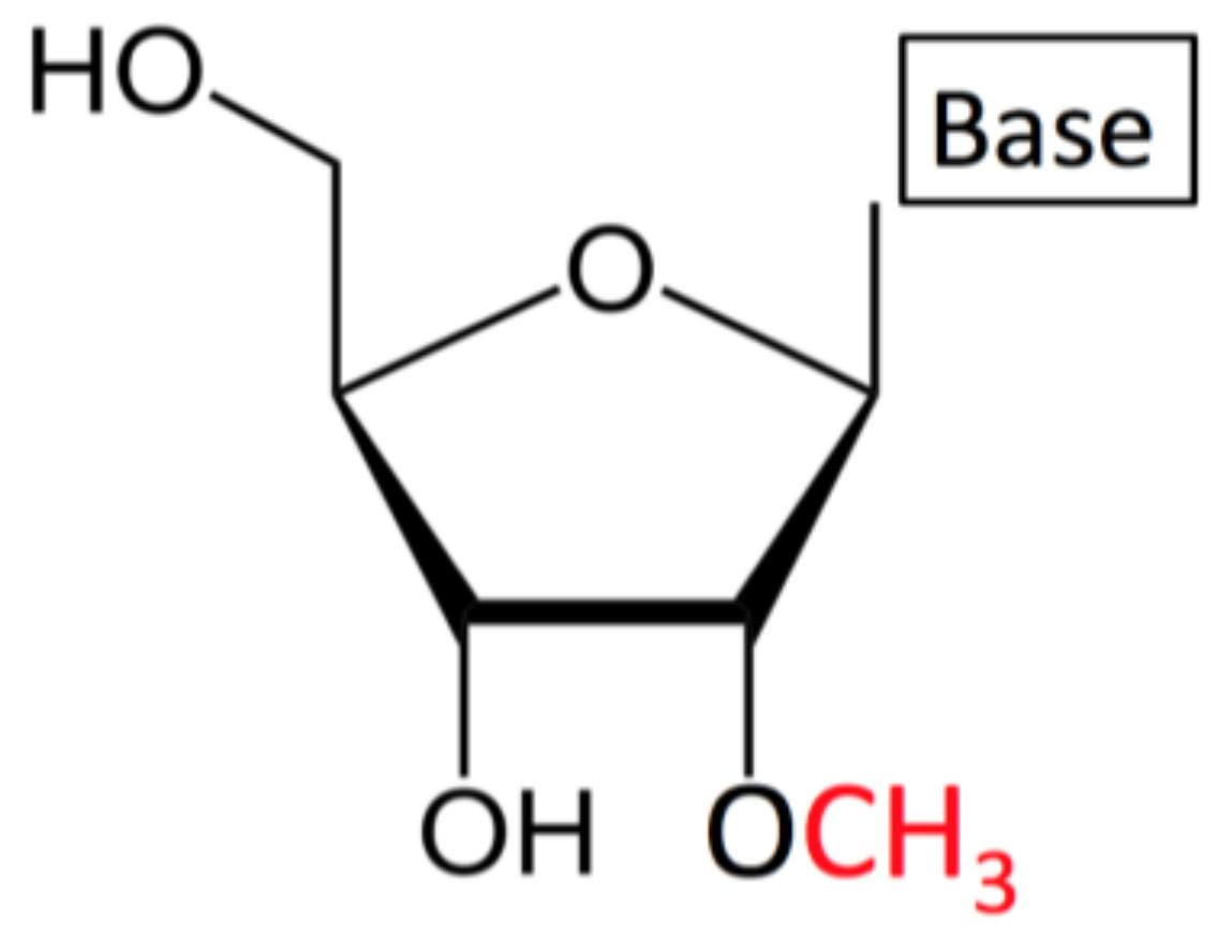 2'-O-methylated ribonucleoside (Nm): A –CH3 group is replacing the –H at the position 2' in the ribose moiety.