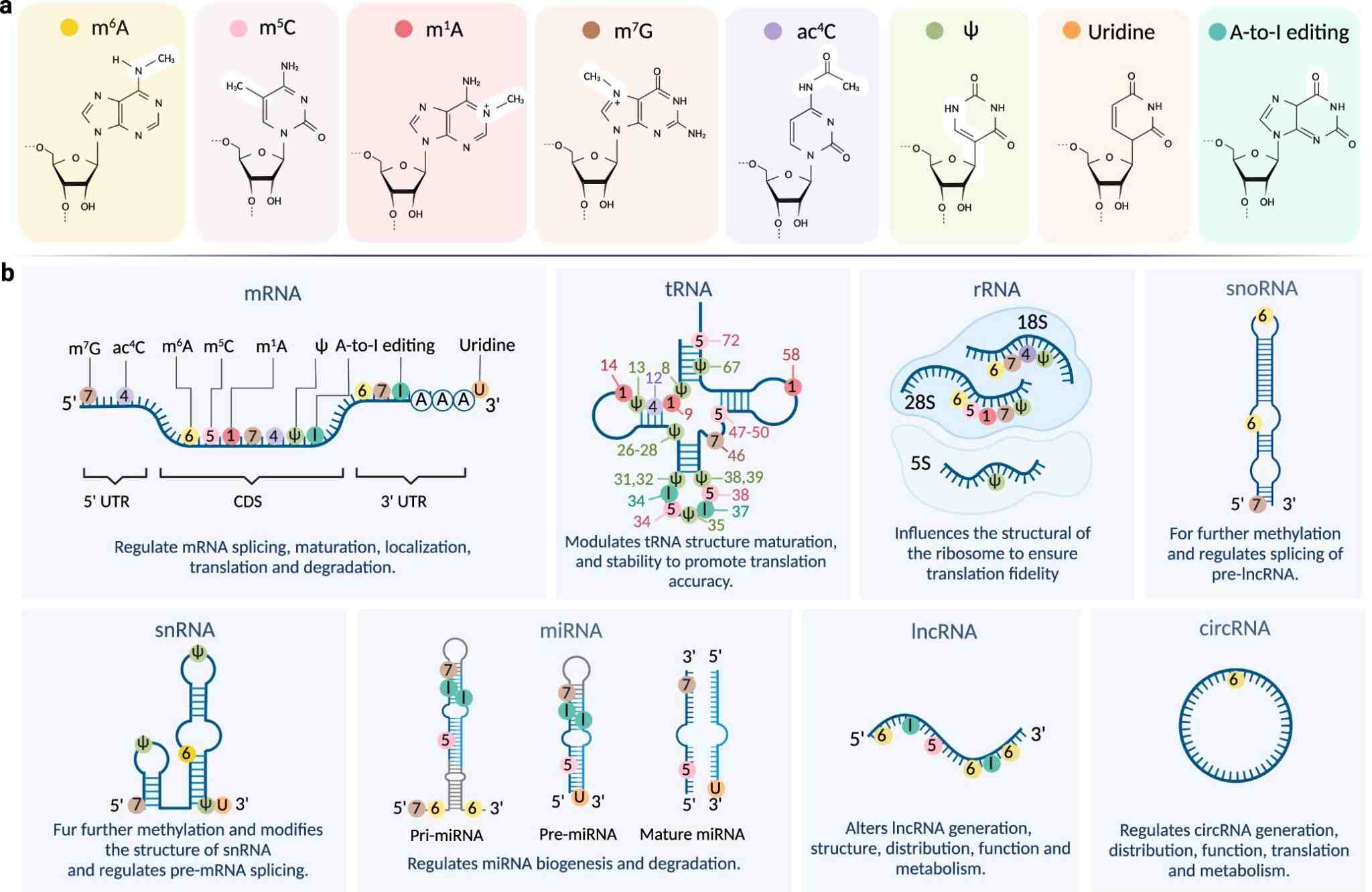 RNA modifications and their distributions on different RNA subtypes
