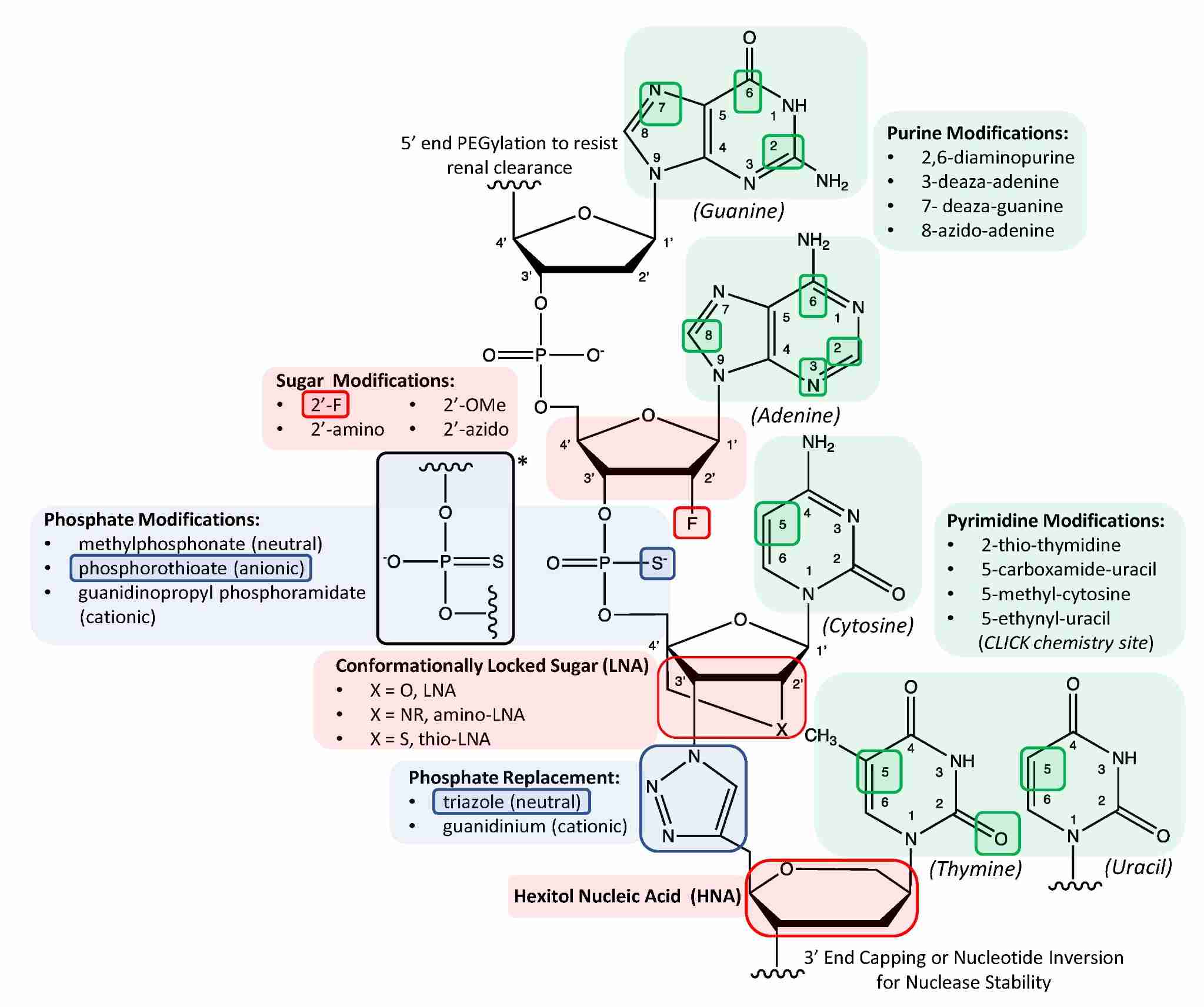 Schematic illustrating various chemical modifications to the tripartite deoxyribonucleic acid structure