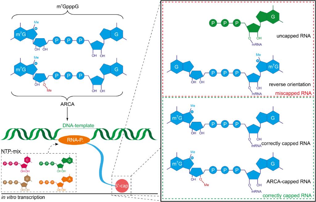 Schematic representation of co-transcriptional capping with different cap analogues