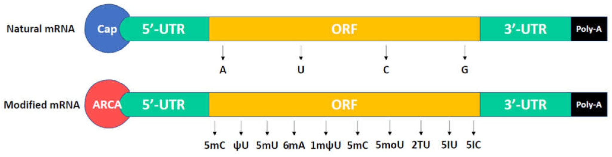 The structure of a mature eukaryotic mRNA and a modified mRNA