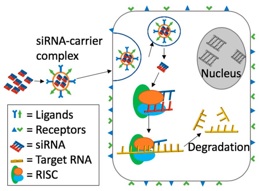 Why siRNA Delivery Fails & How Nanoparticles Fix It - BOC Sciences