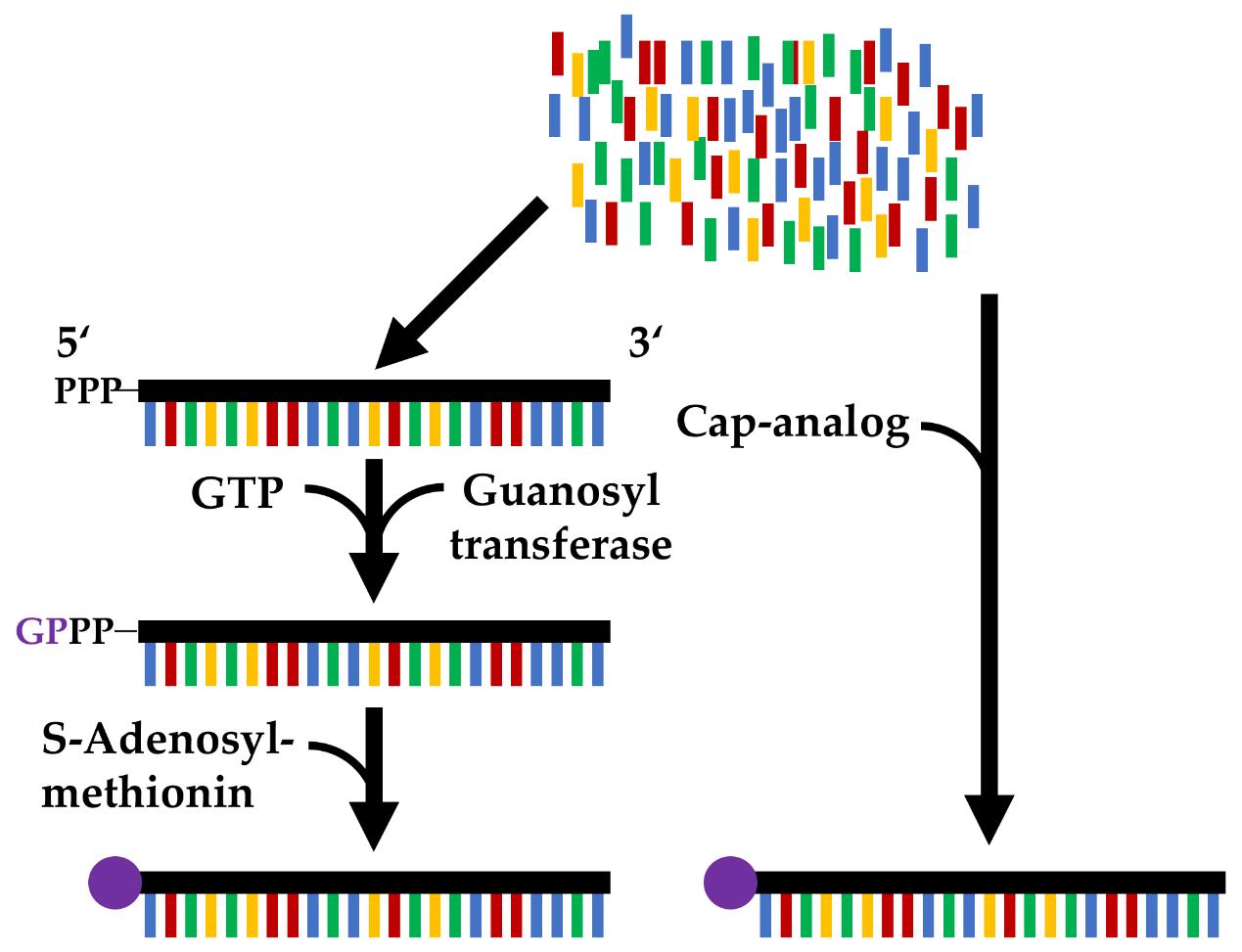 Comparison of the post-transcriptional capping (left) with a two-step enzymatic reaction and the co-transcriptional capping (right) by adding a cap analog, catalyzed by the enzyme used in the in vitro transcription.