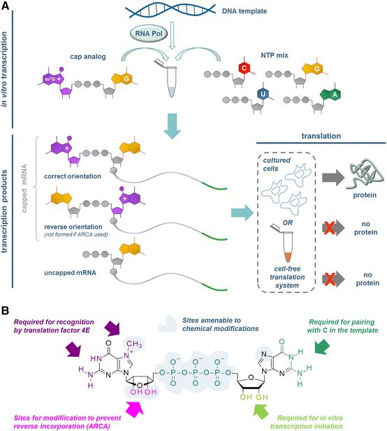 Synthesis of capped RNAs by so-called co-transcriptional capping during transcription in vitro