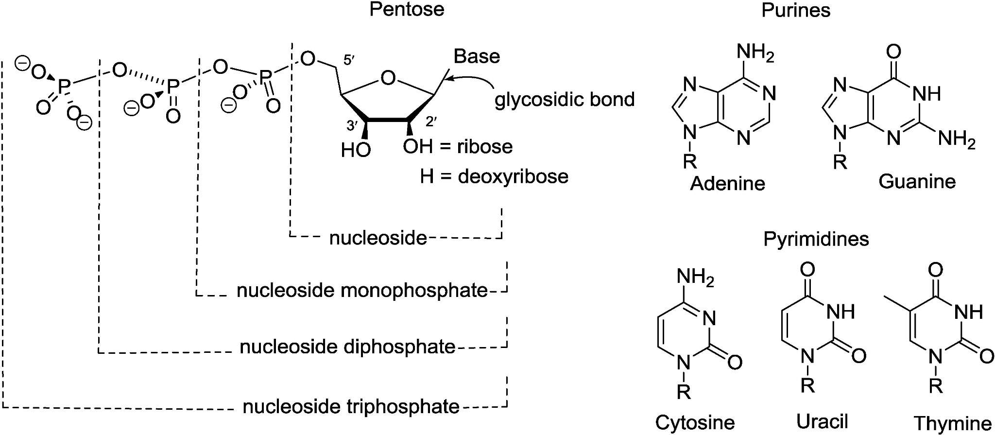 The structural compositions of nucleosides and nucleotides