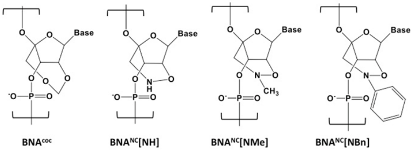 The structure of BNAcoc  and other 2', 4', BNANC  nucleic acids.