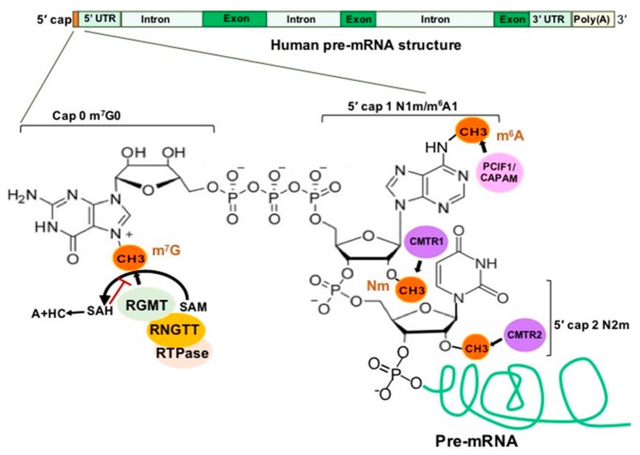 Cap Structure of a Human Pre-mRNA and the Associated Methylations and Methyltransferase Complexes