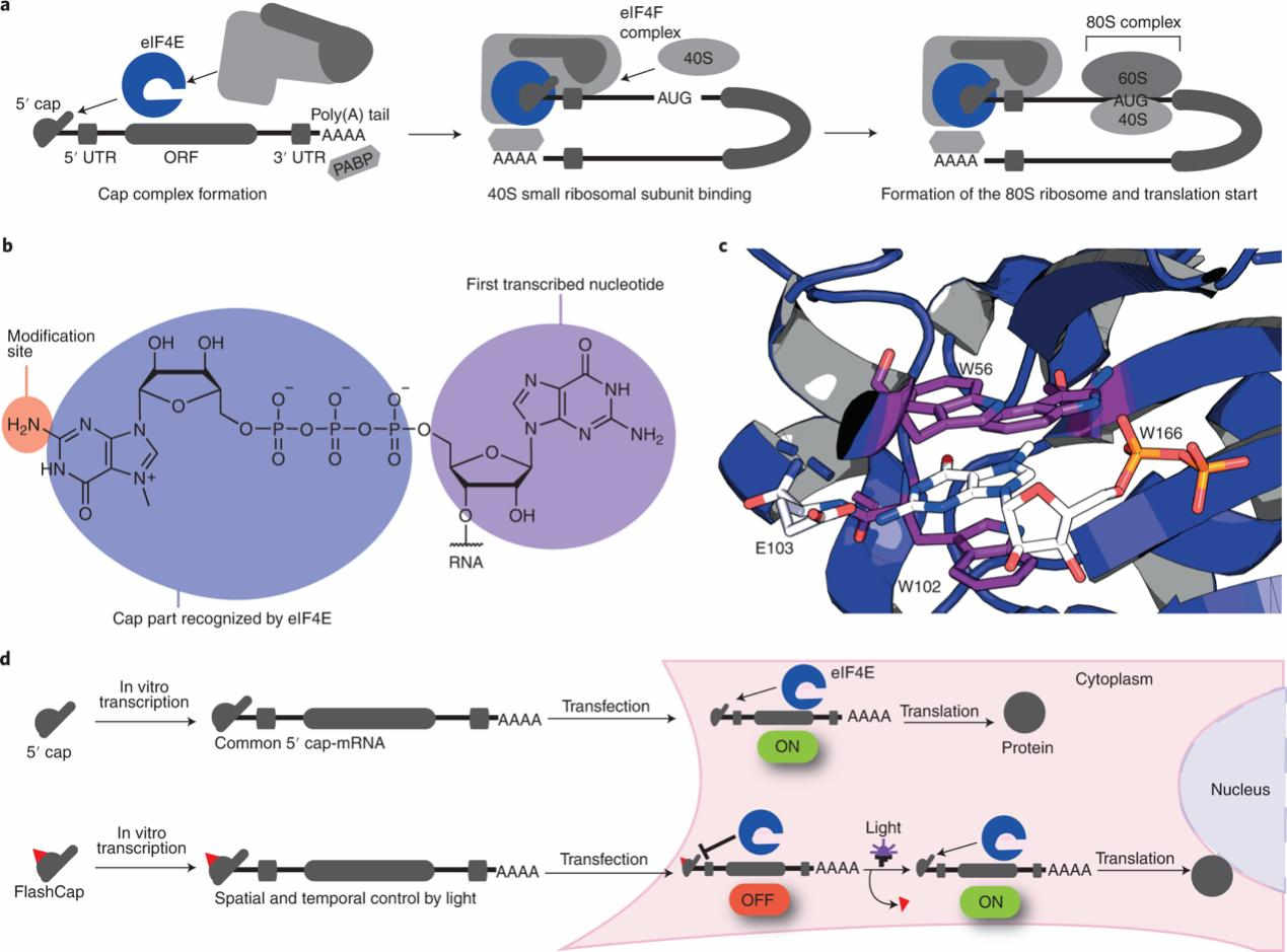 The 5' cap is a hallmark of eukaryotic mRNAs governing translation initiation