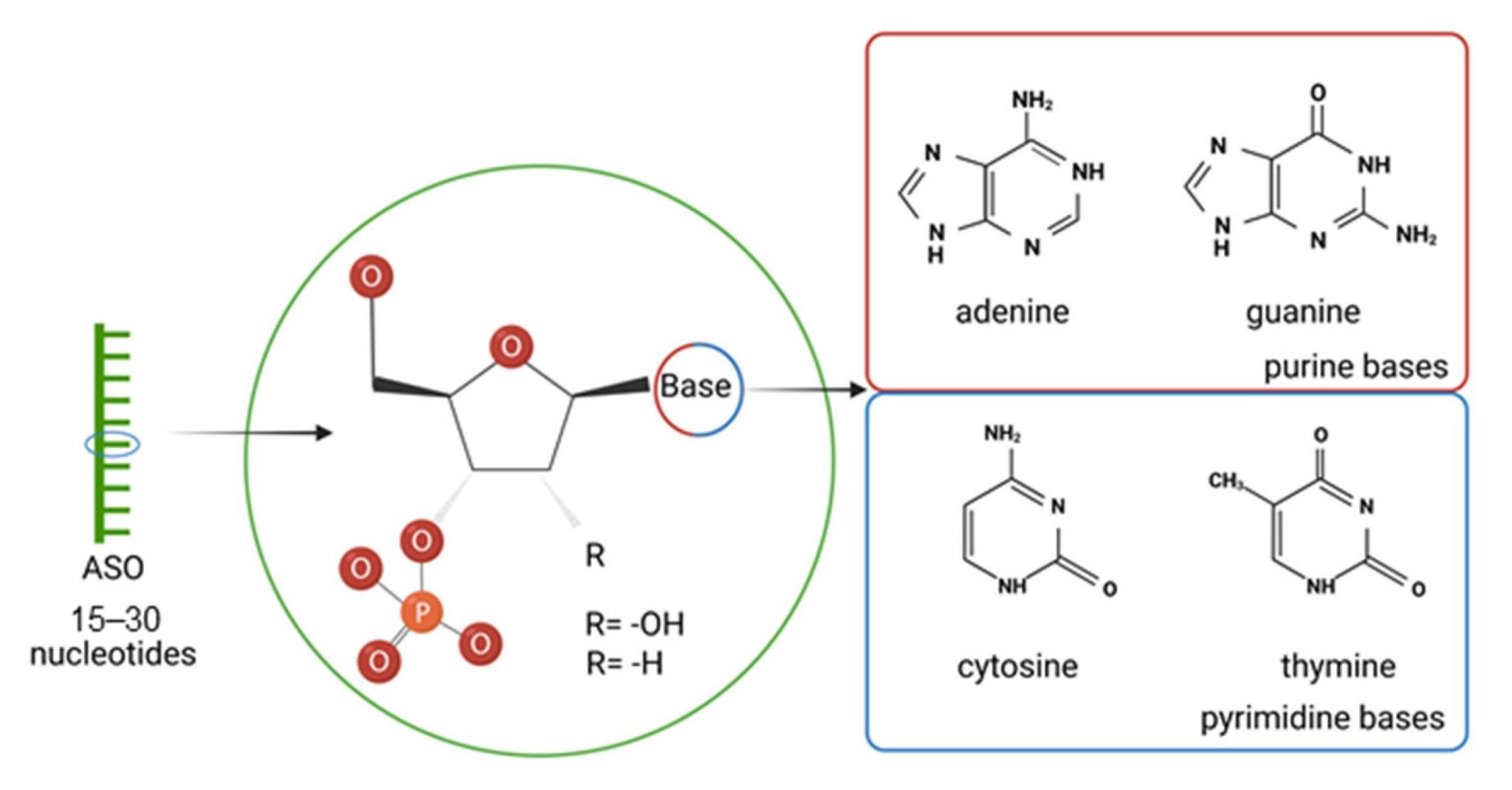 Structure of antisense oligonucleotides (ASOs).