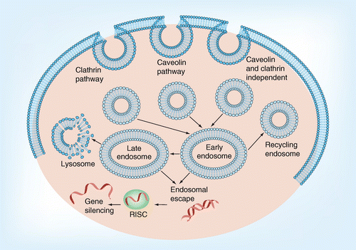 Uptake routes of oligonucleotides conjugates.