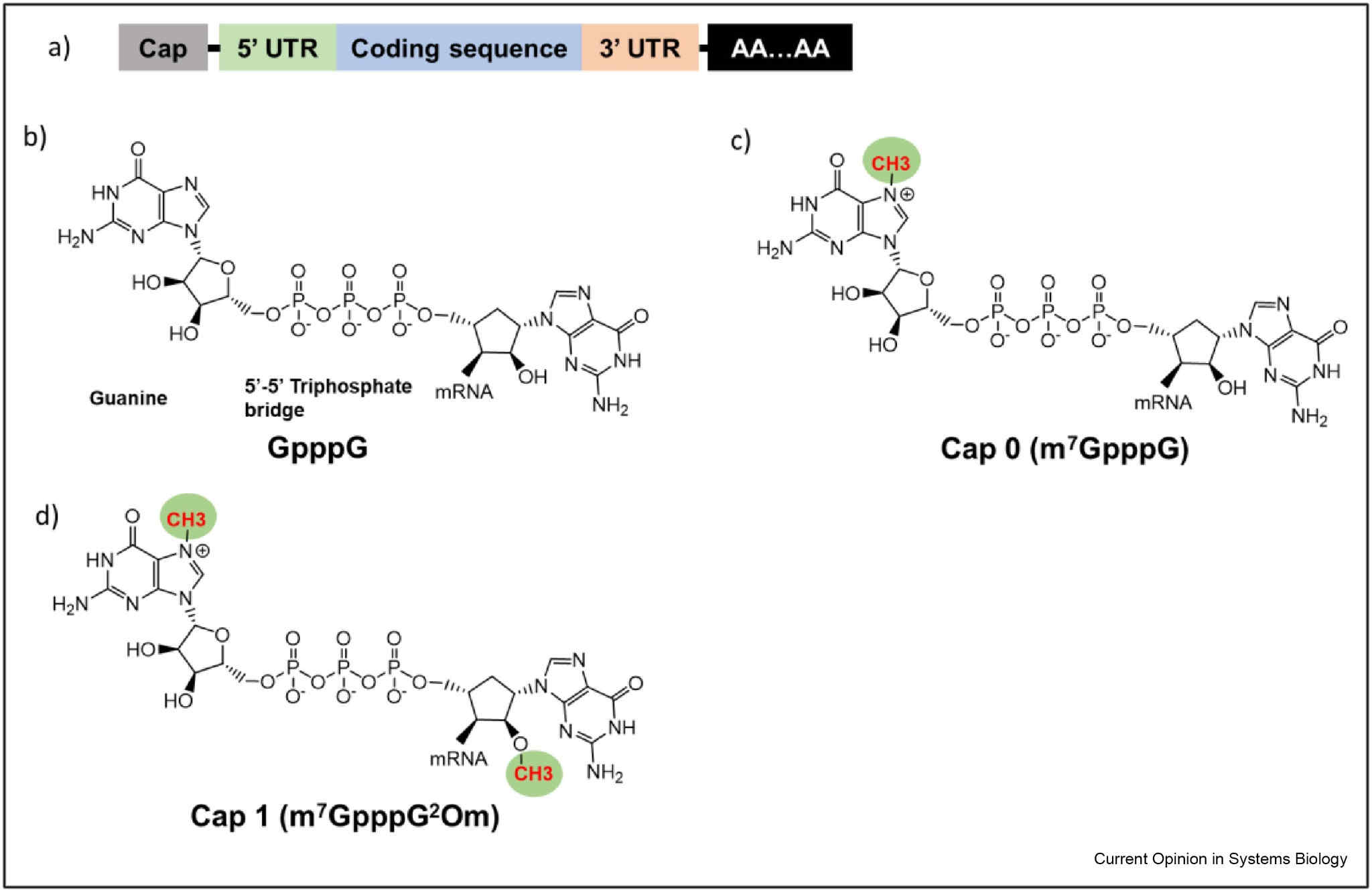 Schematics of a) an intact RNA molecule, b) G cap, c) cap 0, and d) cap 1.