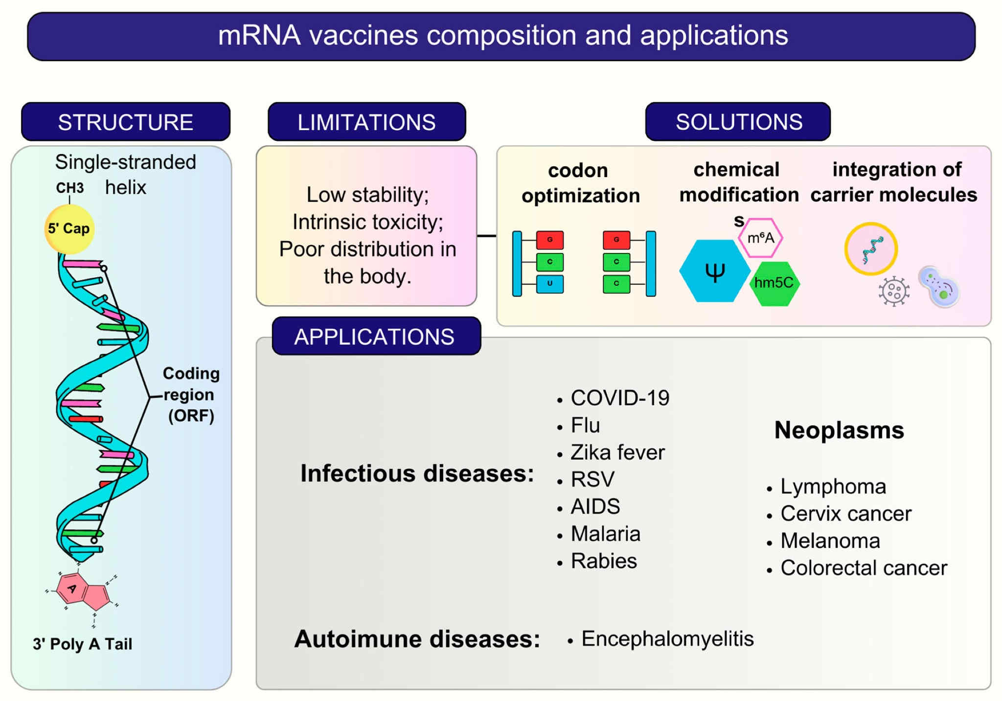 A general summary of composition, features, and applications of mRNA vaccines.