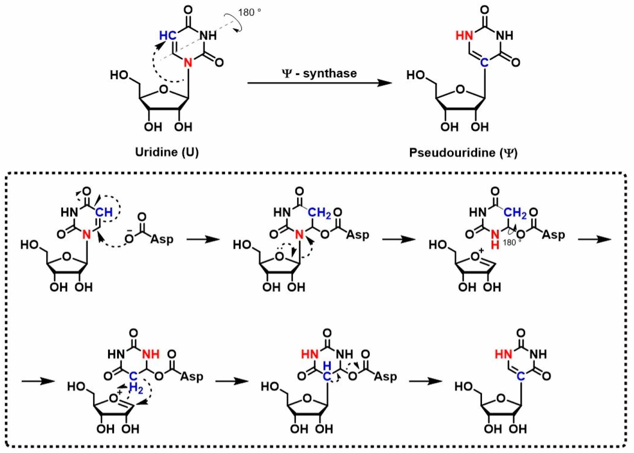 Thymidine vs Uridine Derivatives for DNA & RNA Drugs - RNA / BOC Sciences