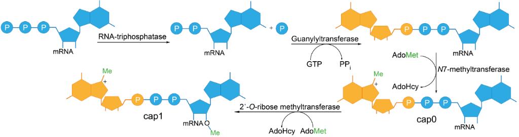 Schematic representation of enzymatic 5'-cap formation in eukaryotic mRNA