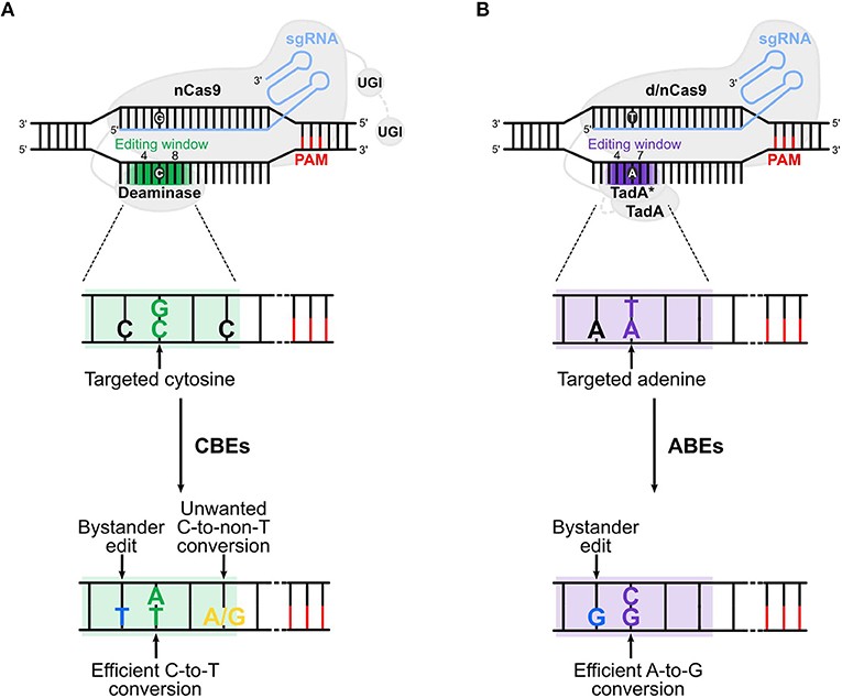 Cytosine and adenine base editors