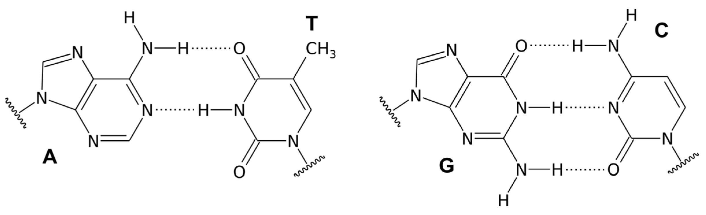 Watson–Crick hydrogen bonding interactions between complementary nitrogenous bases: A:T and G:C