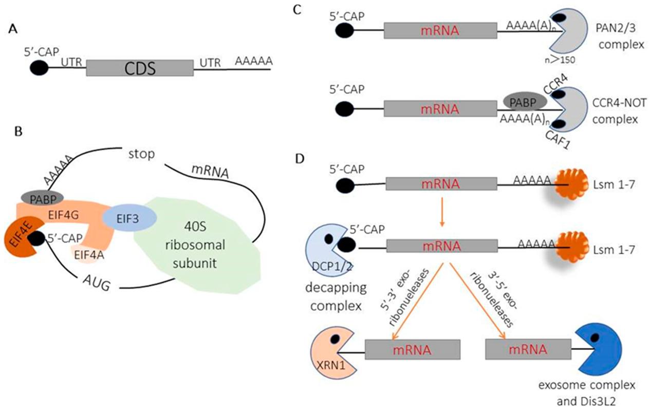 Schematics of cellular mRNA decay pathways