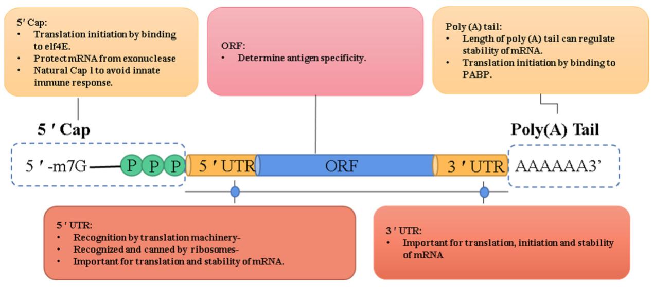 The five key domains of IVT mRNA and their function