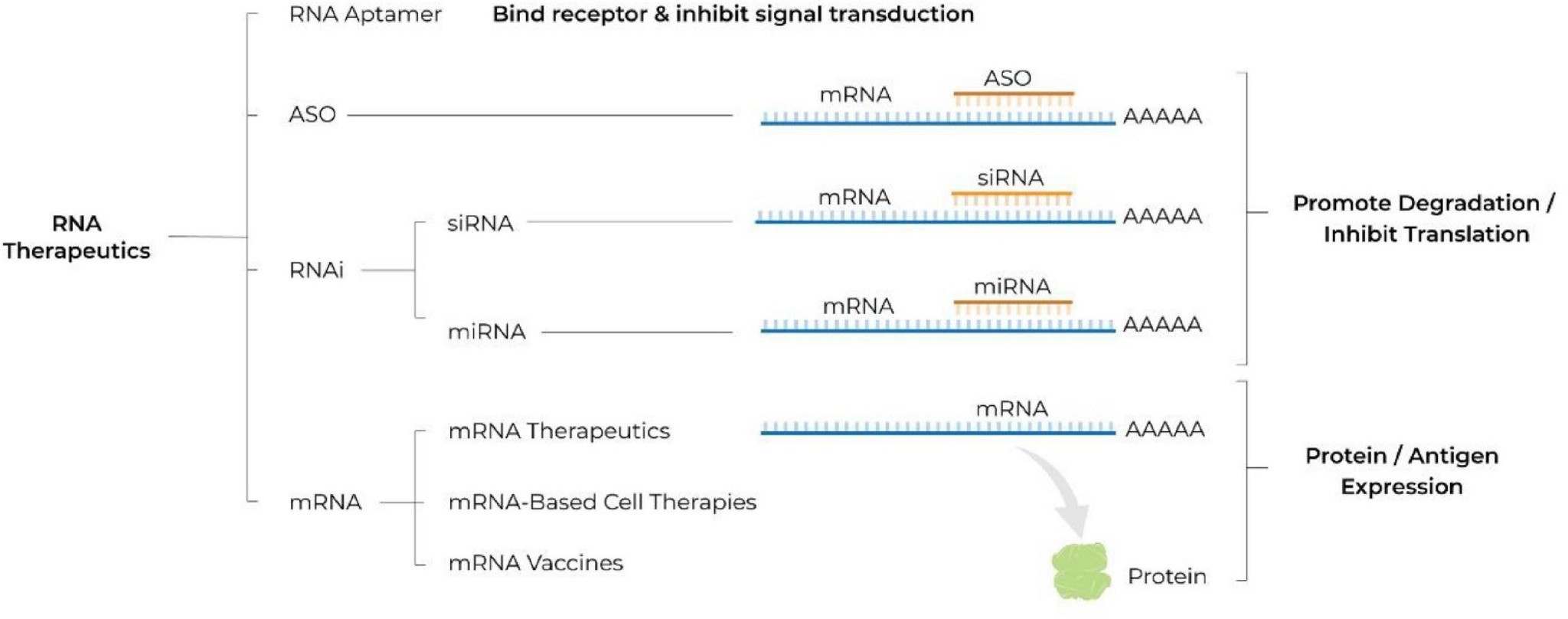Schematic illustrating different classes of RNA therapeutics
