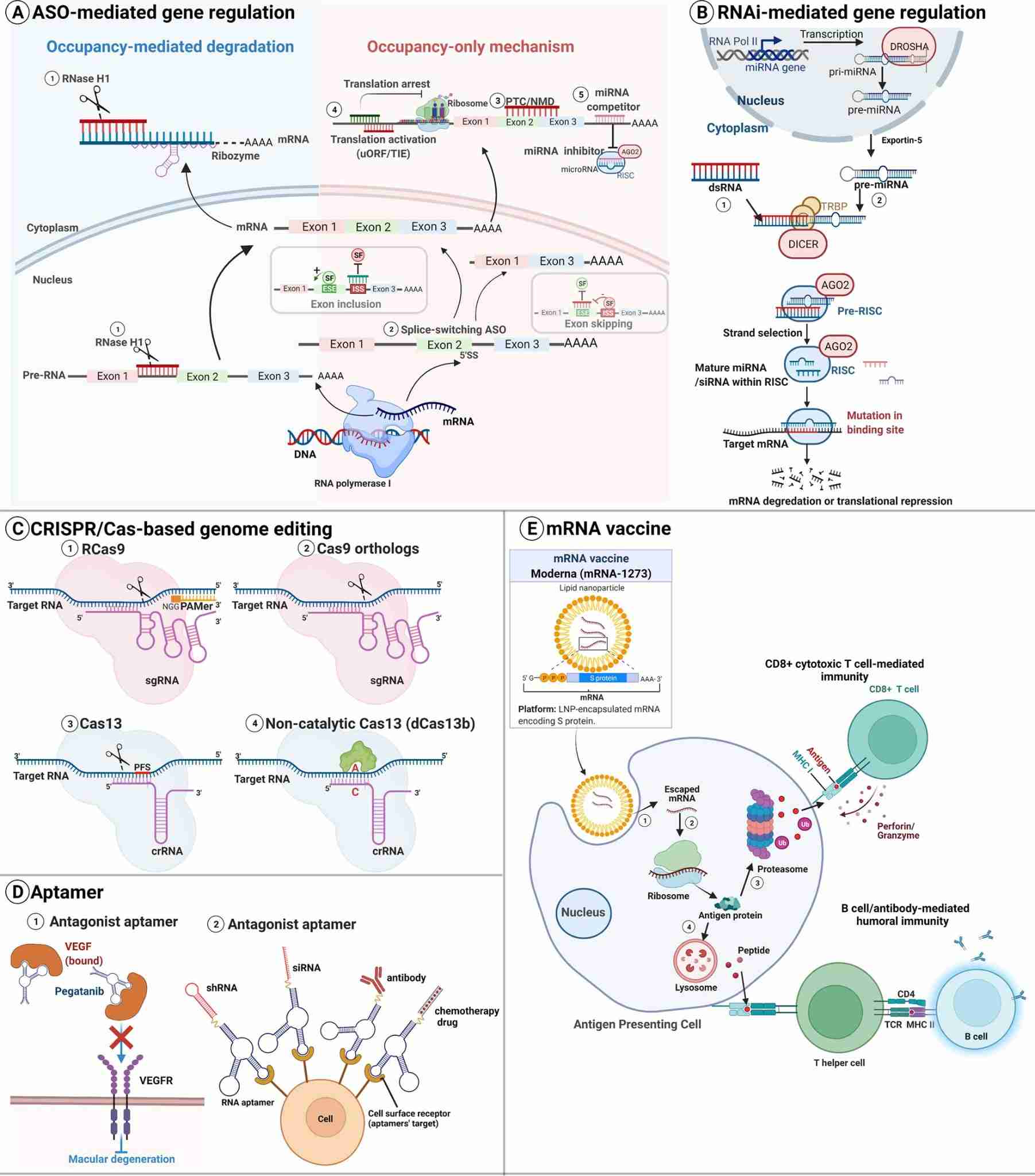 Types of RNA-based therapeutics and modes of action