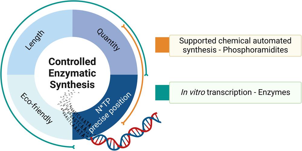 Pros and cons of chemical automated synthesis and enzymatic synthesis of oligonucleotides