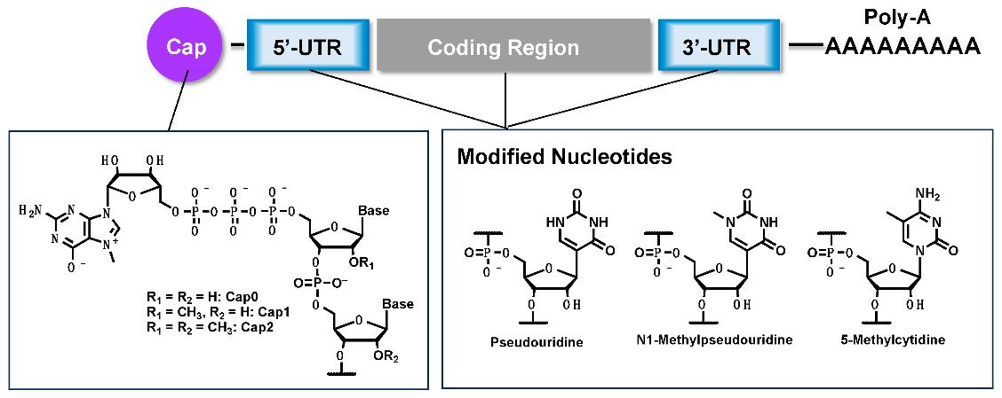 Structure and established chemical modifications of mRNA.
