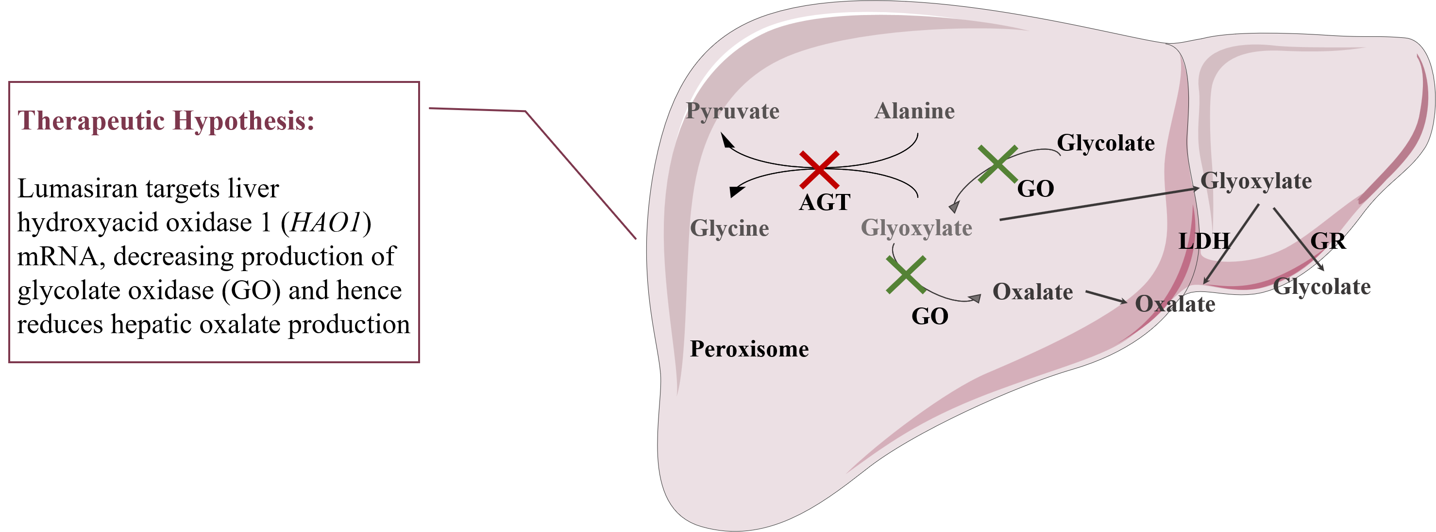 Therapeutic hypothesis of lumasiran.