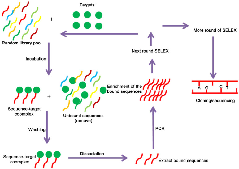 A schematic  representation of the SELEX strategy of aptamer selection. 