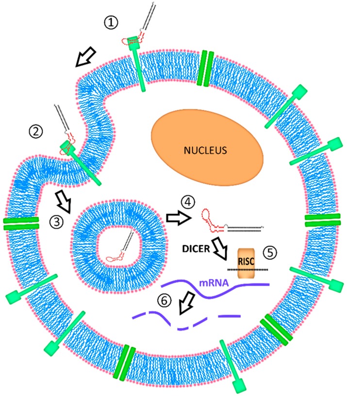 Concept of aptamer siRNA chimera (AsiC) delivery into a target cell.