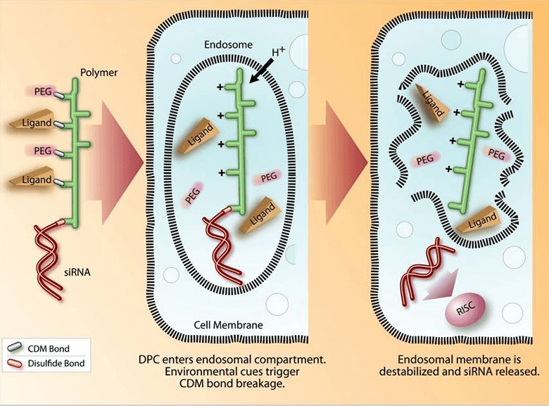 Schematic showing the siRNA Dynamic PolyConjugate, its cellular uptake, disassembly in the low pH environment of the endosome, and release of the siRNA into the cytoplasm of the target cell.