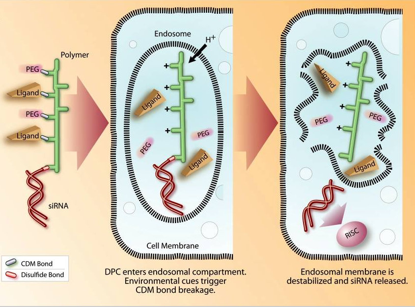 Schematic showing the siRNA Dynamic PolyConjugate, its cellular uptake, disassembly in the low pH environment of the endosome, and release of the siRNA into the cytoplasm of the target cell.