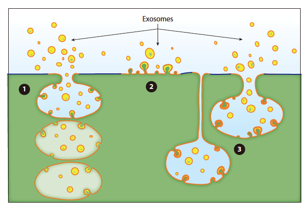 Exosomes