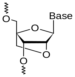 Chemical structure of an LNA monomer: additional bridge bond between the 2 oxygen and the 4 carbon of the pentose