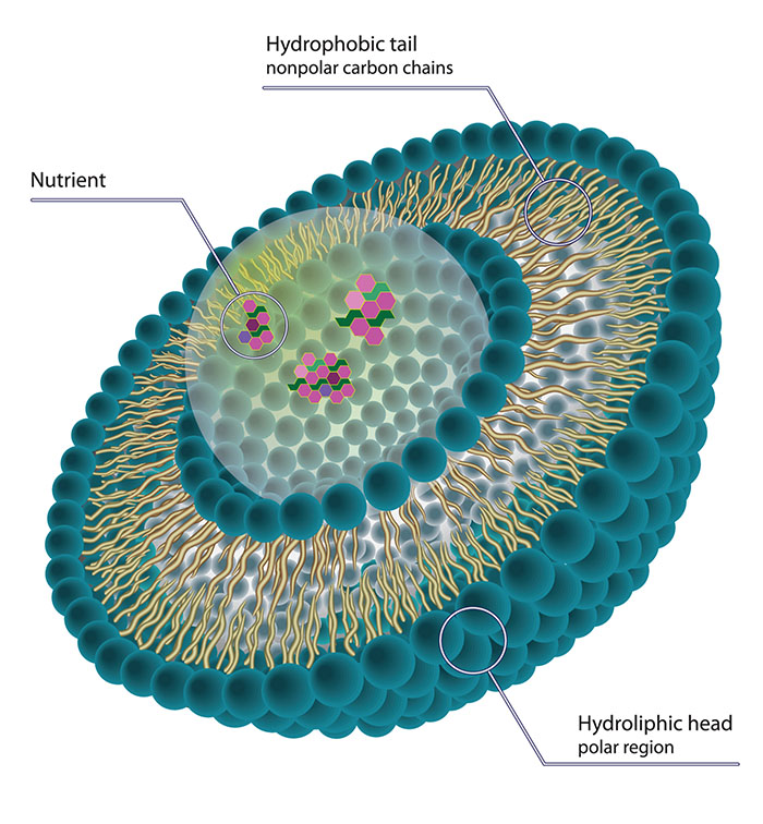 Structure of liposome