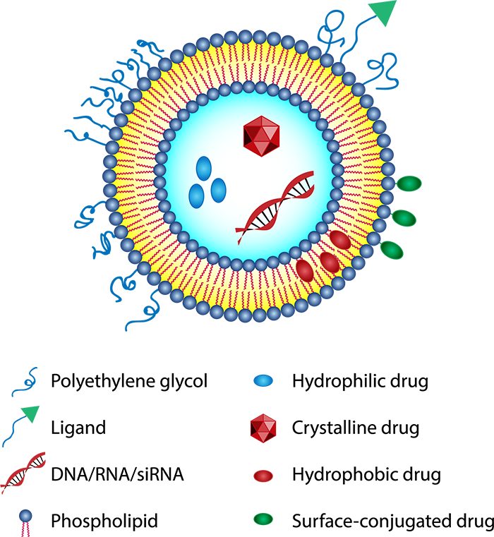 Medical vector illustration of liposomes drug delivery system