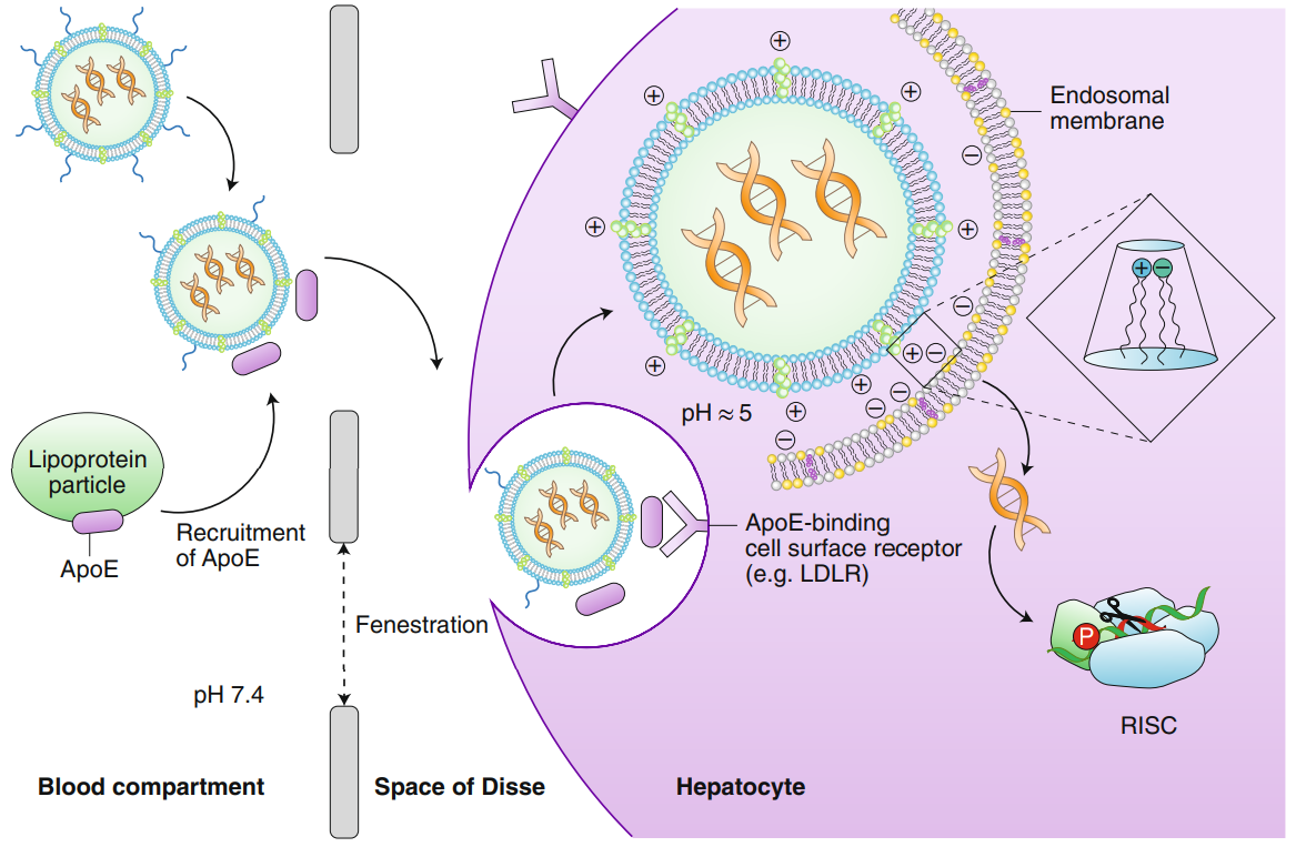 Onpattro, The First FDA-approved RNAi Drug