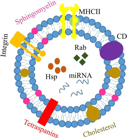 Status of Drug Development Based on Exosomes