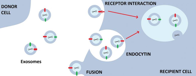 Status of Drug Development Based on Exosomes