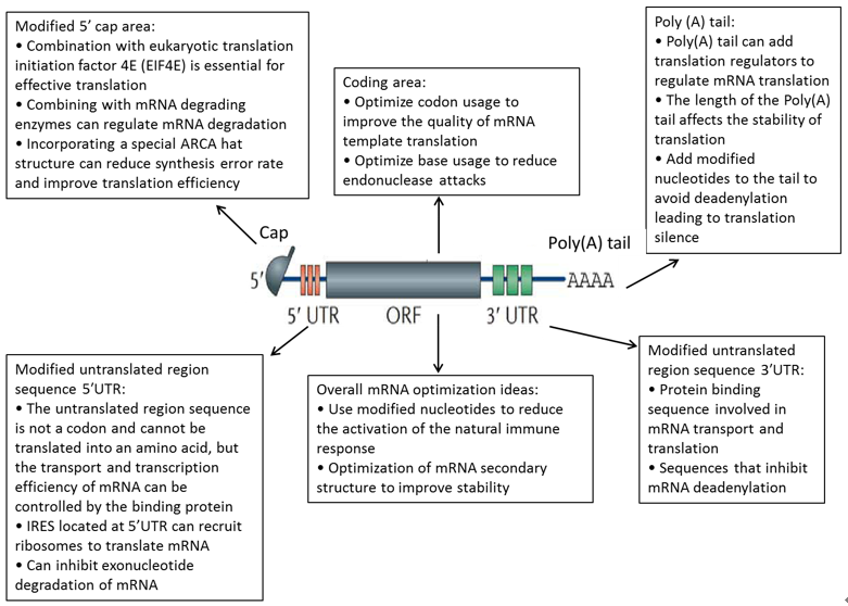 mRNA drug structure