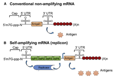 Structural composition of non-amplifying(A) and self-amplifying(B) mRNAs