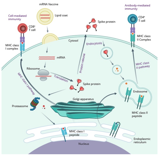 Mechanism of action of mRNA vaccine