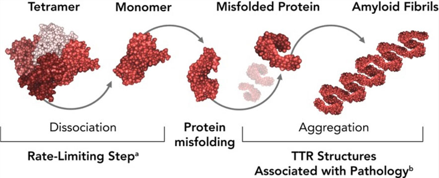 Mechanism of amyloid formation