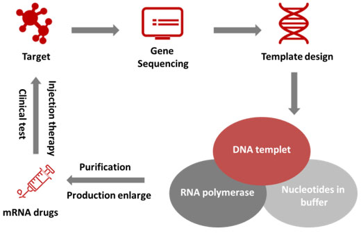 mRNA drug development and production process